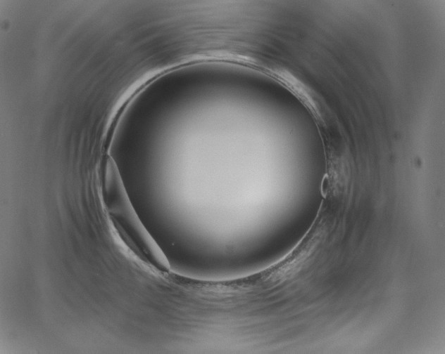 X0000066101100200603101135