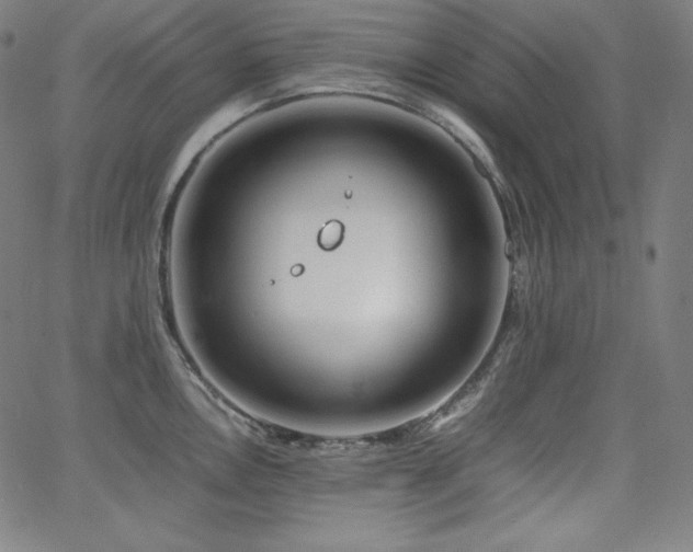 X0000066101146200603101135