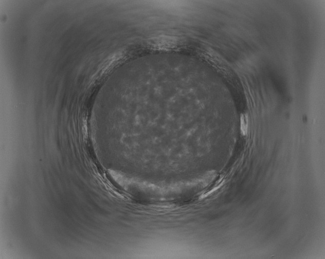 X0000066101155200603101134