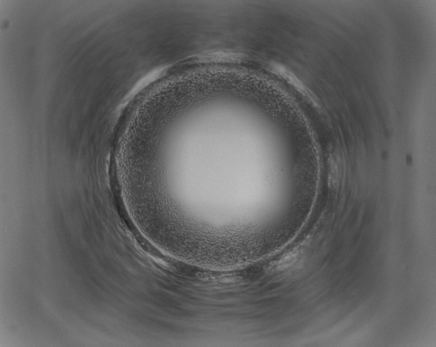 X0000066101213200603101133