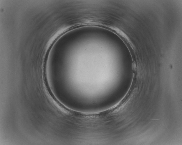 X0000066101333200603101131