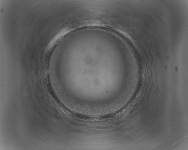 X0000066101359200603101131