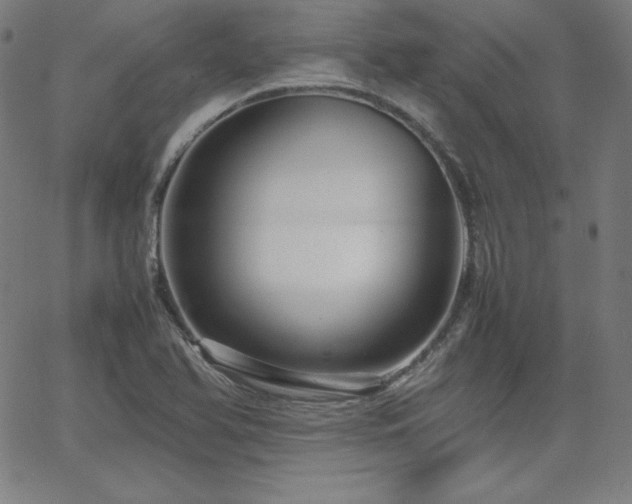 X0000066101366200603101130