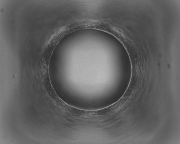 X0000066101447200603101129
