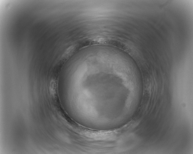 X0000066100036200603131241