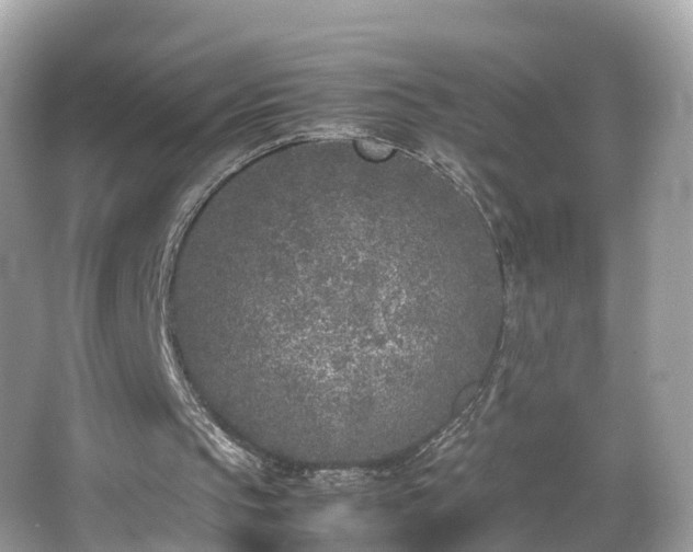 X0000066100145200603131239