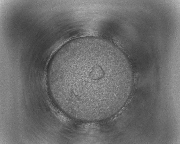 X0000066100146200603131239