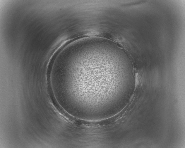 X0000066100243200603131237