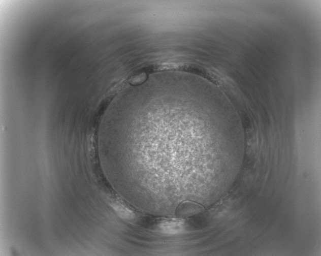 X0000066100369200603131236