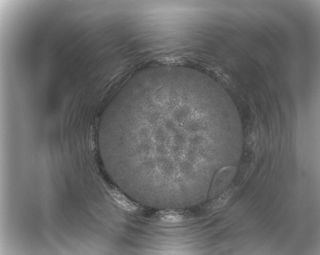 X0000066100658200603131231