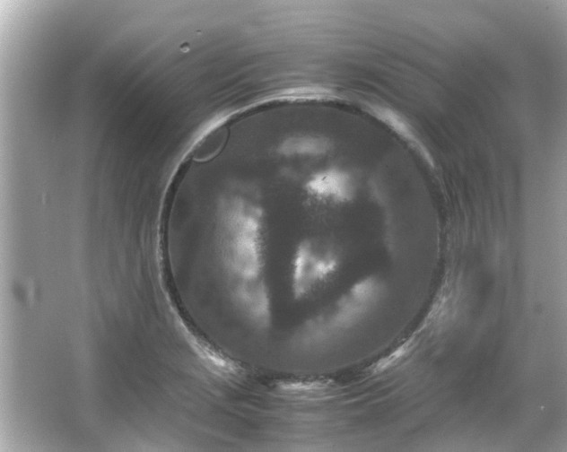 X0000066101229200603131221