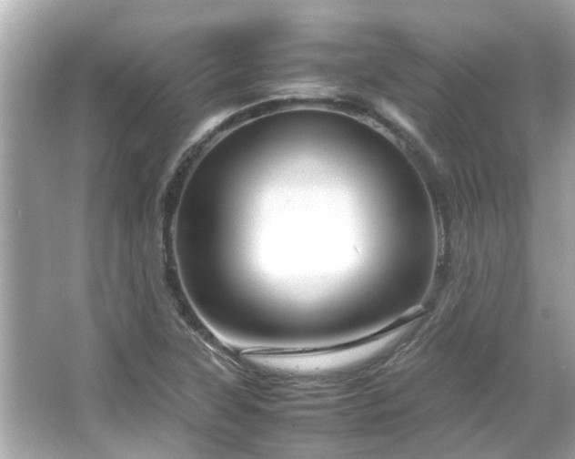 X0000066101315200603131219