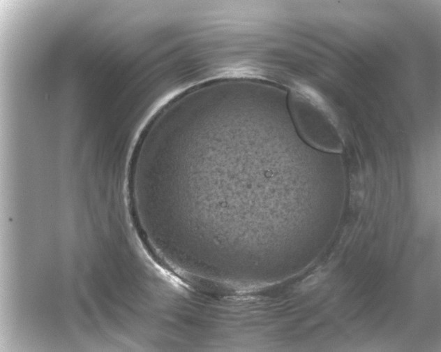 X0000066101331200603131220