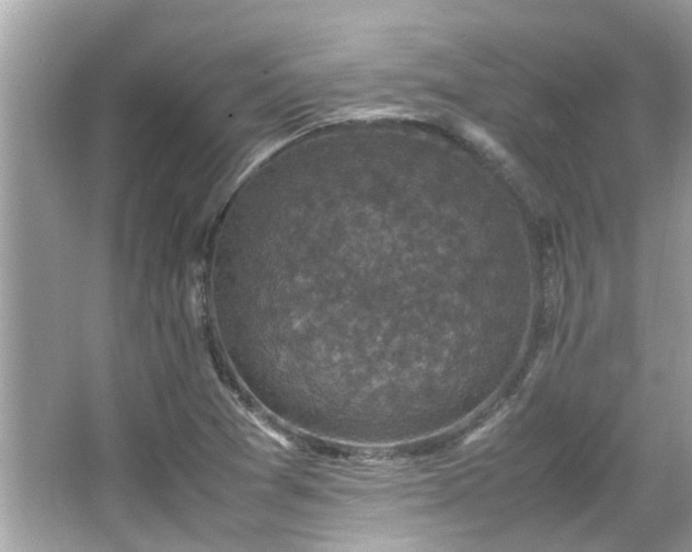 X0000066101361200603131219