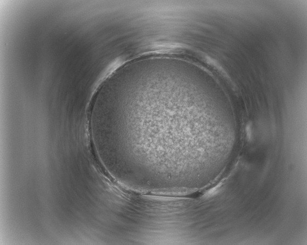 X0000066101362200603131219