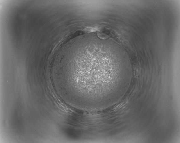 X0000066101393200603131217