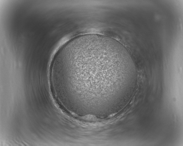 X0000066100006200603171409