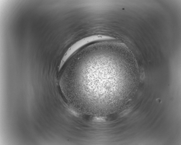 X0000066100573200603171400