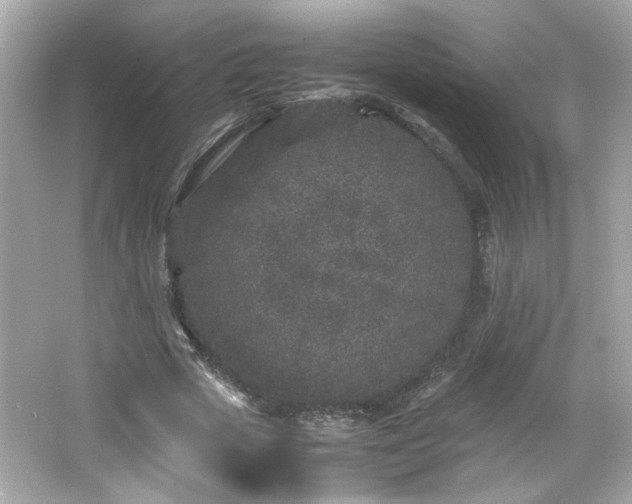 X0000066100729200603171356