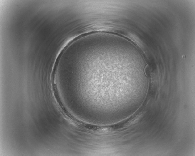 X0000066100891200603171354