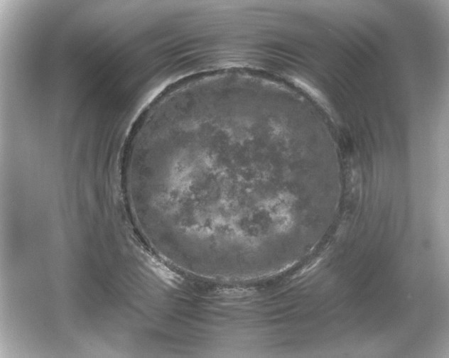 X0000066101023200603171351