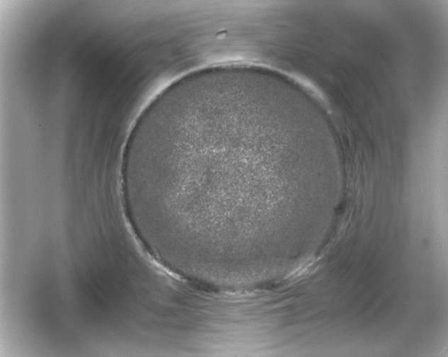 X0000066101279200603171347