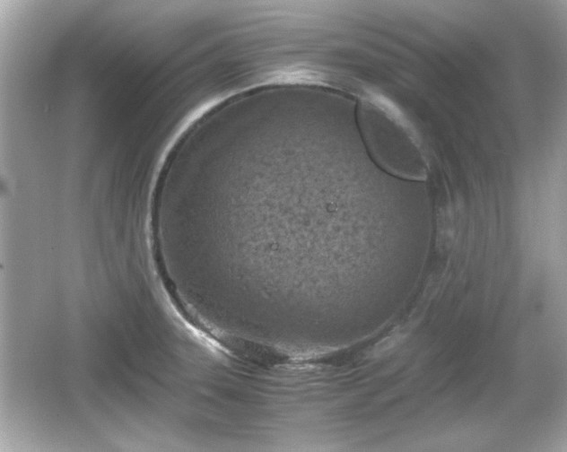 X0000066101331200603171347