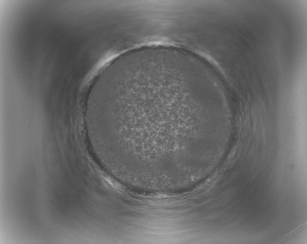 X0000066101359200603171346