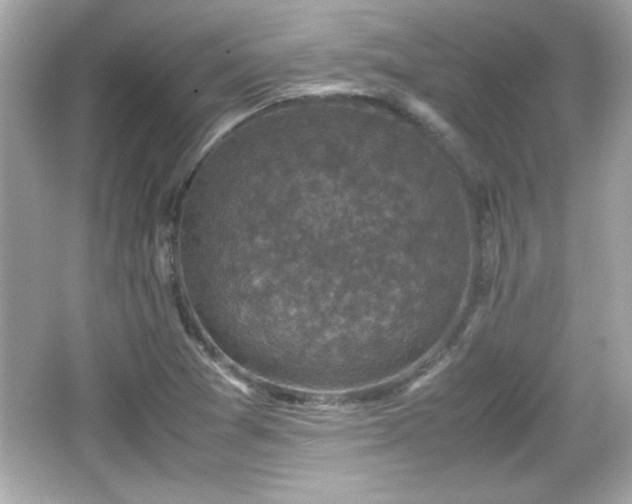 X0000066101361200603171346