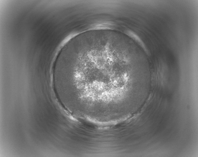 X0000066101419200603171345