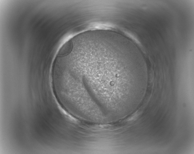 X0000066101471200603171344