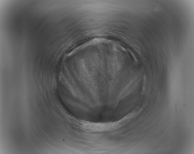 X0000066100048200603241529