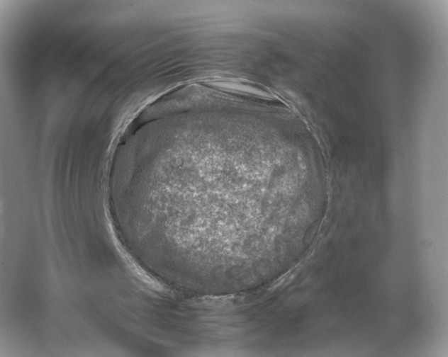 X0000066100049200603241529