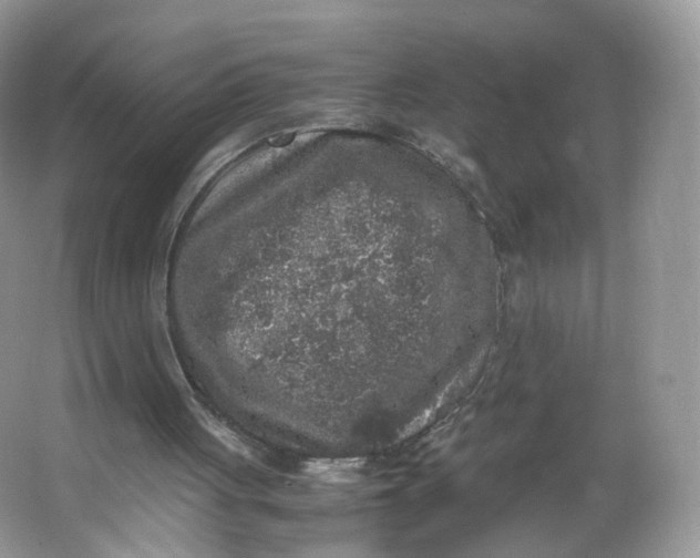 X0000066100051200603241529