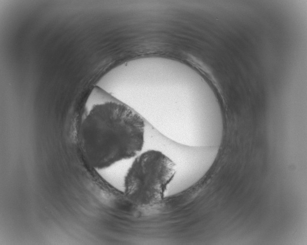 X0000066100065200603241529