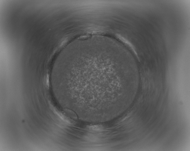 X0000066100067200603241529