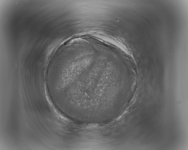 X0000066100097200603241528