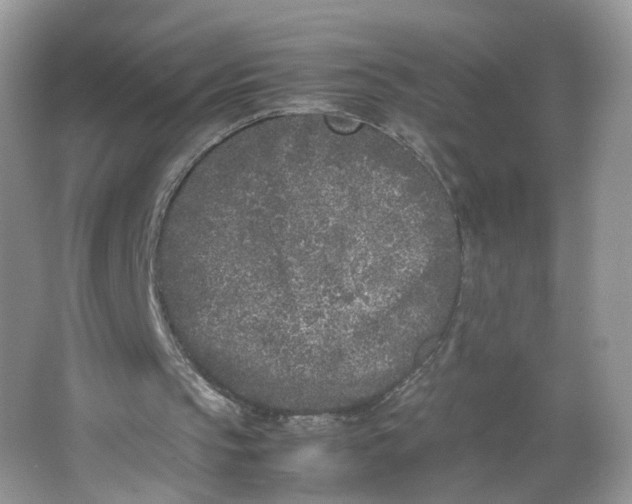 X0000066100145200603241527