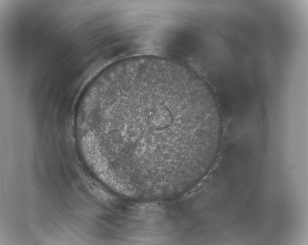 X0000066100146200603241527