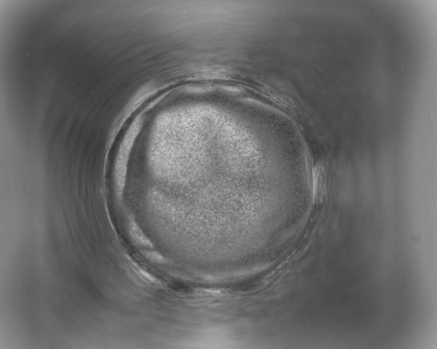 X0000066100195200603241527