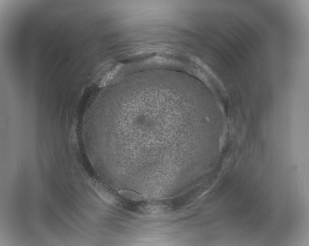 X0000066100209200603241527