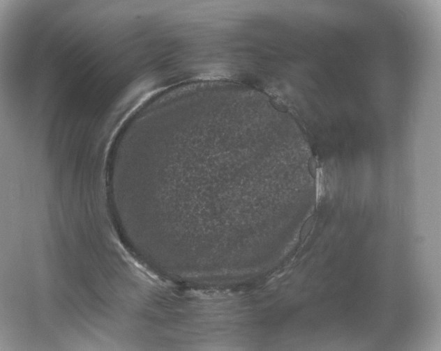 X0000066100243200603241525