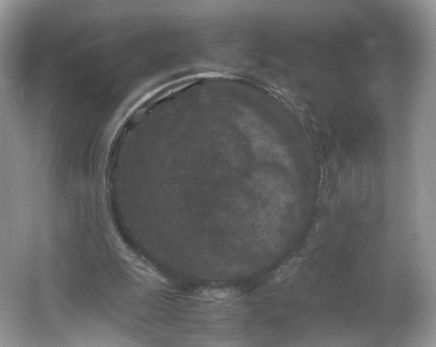 X0000066100247200603241525