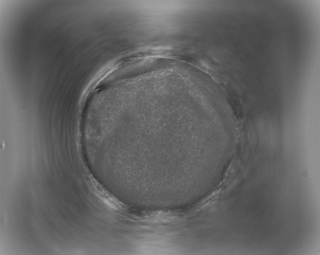 X0000066100293200603241525