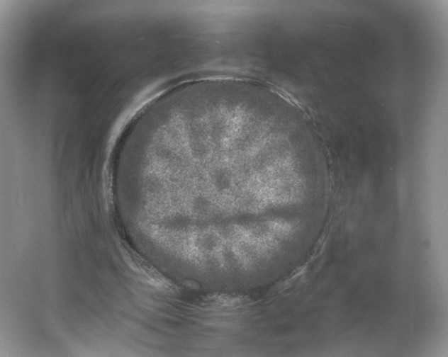 X0000066100343200603241524