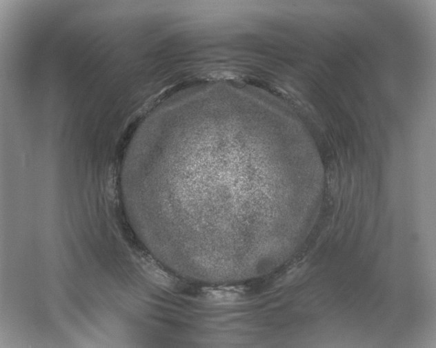 X0000066100359200603241524