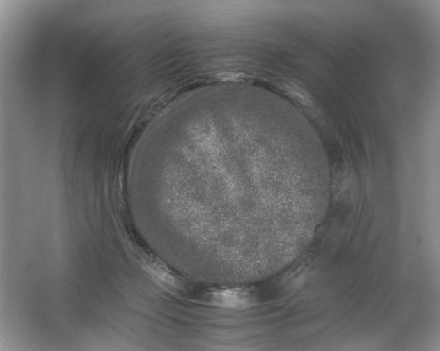 X0000066100365200603241524