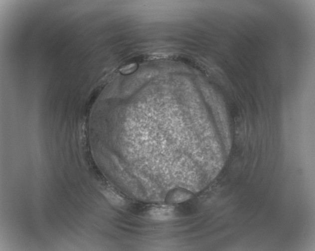 X0000066100369200603241524