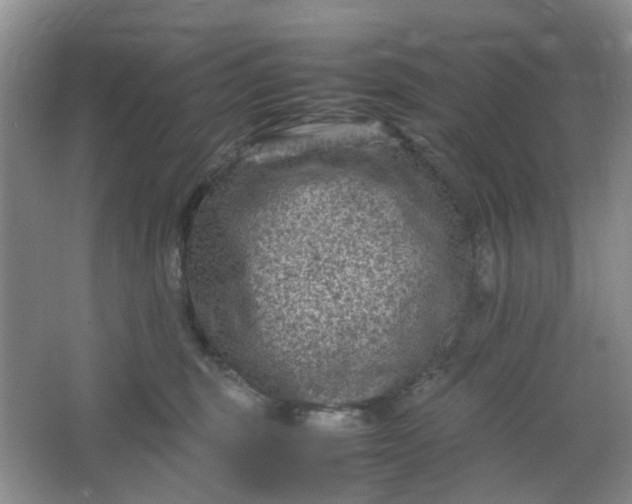 X0000066100375200603241524