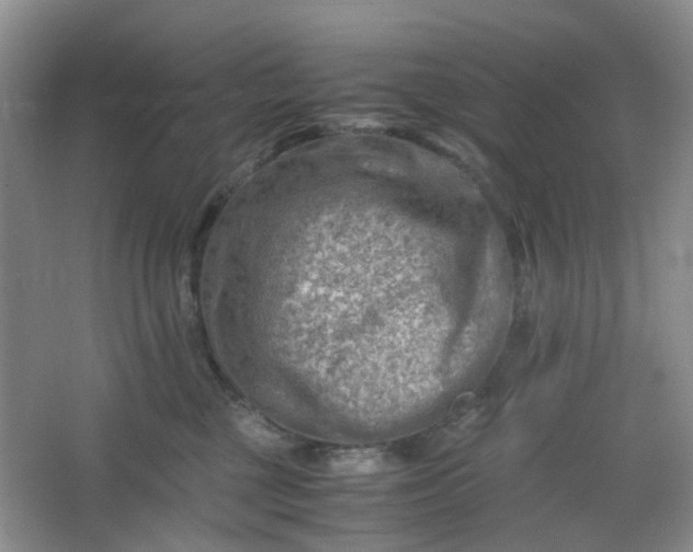 X0000066100377200603241524